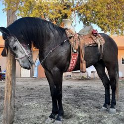 Horse Manure Clean Ups (Muscoy Area)