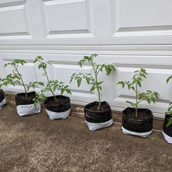 Better Boy Tomato Plants 