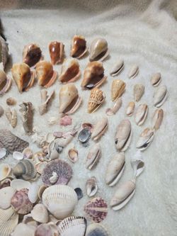 Seashells Collection Seashell Huge Mixed Beach Seashells Shells Coral RARE