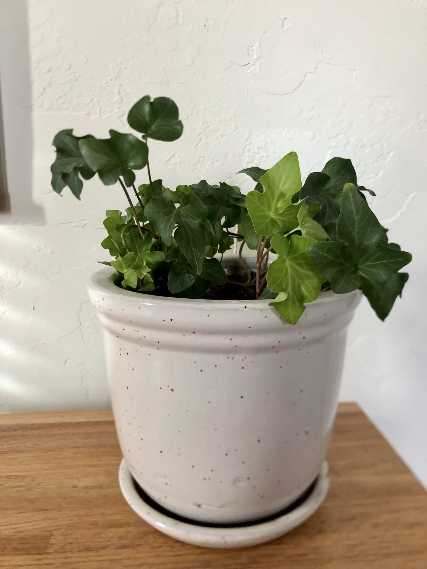 English Ivy In White Ceramic Pot for Sale in Tucson, AZ OfferUp