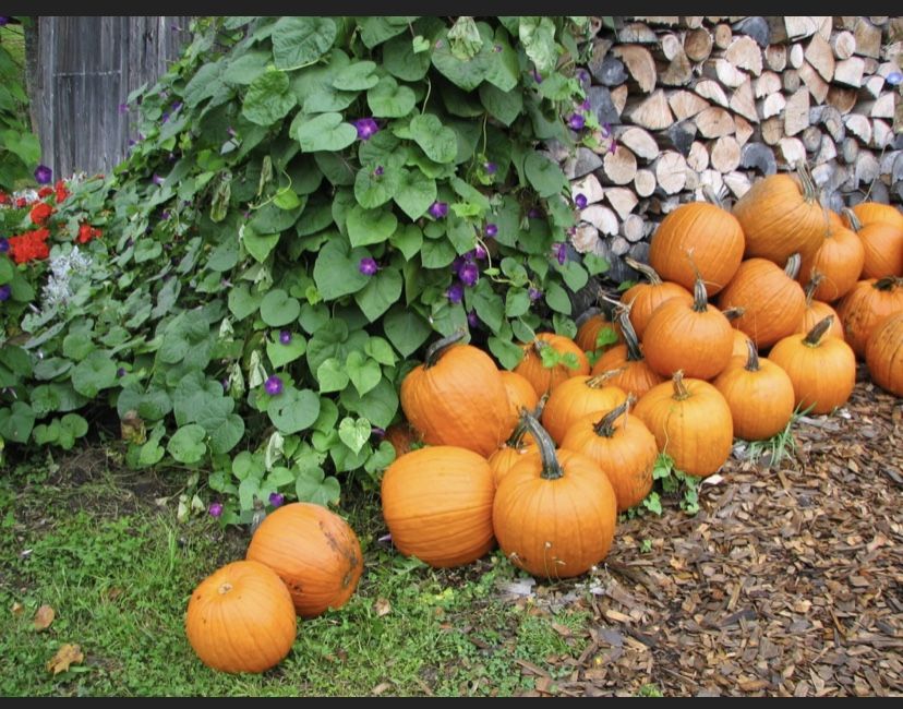 pumpkin “small sugar pie” seeds heirloom non-gmo 20 ct 