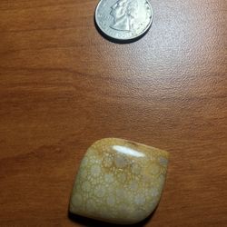 fossilized coral cabochon 