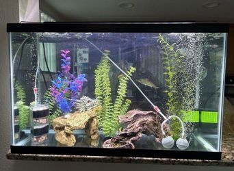 Fish tank with accessories