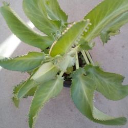 Plantas