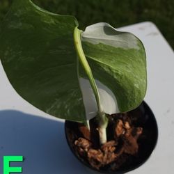 Variegated Albo Monstera