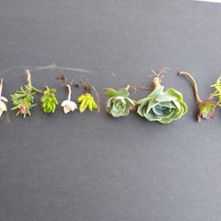 Succulent Assorted Varieties Cutting