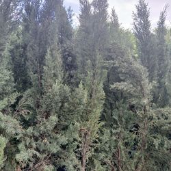 Huge Sale! Italian cypress 4-5ft $55🌲