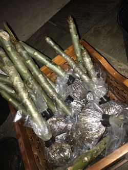 Plumeria (bag rooted)