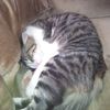 Tabby Kersha