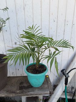 parlour palm