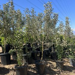 15g Apple Fruit Trees