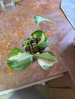 Manjula Pothos 3.5inch pot