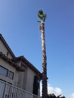 palm and trees