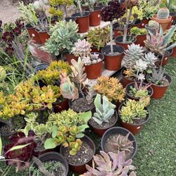 Variety Of Succulents Plants 