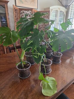 Monstera plants