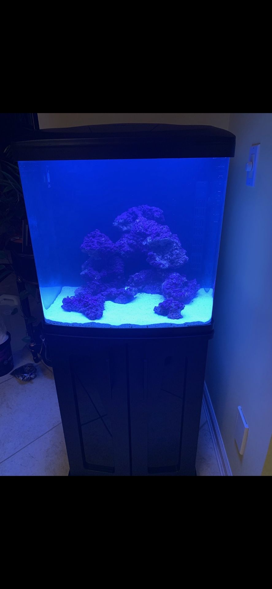 Fish Tank 