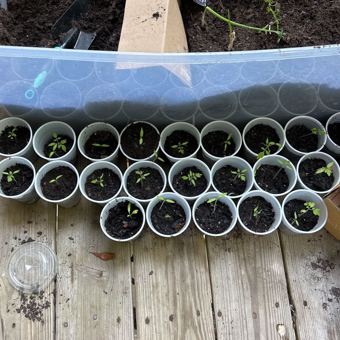 Tomatoe Seedlings