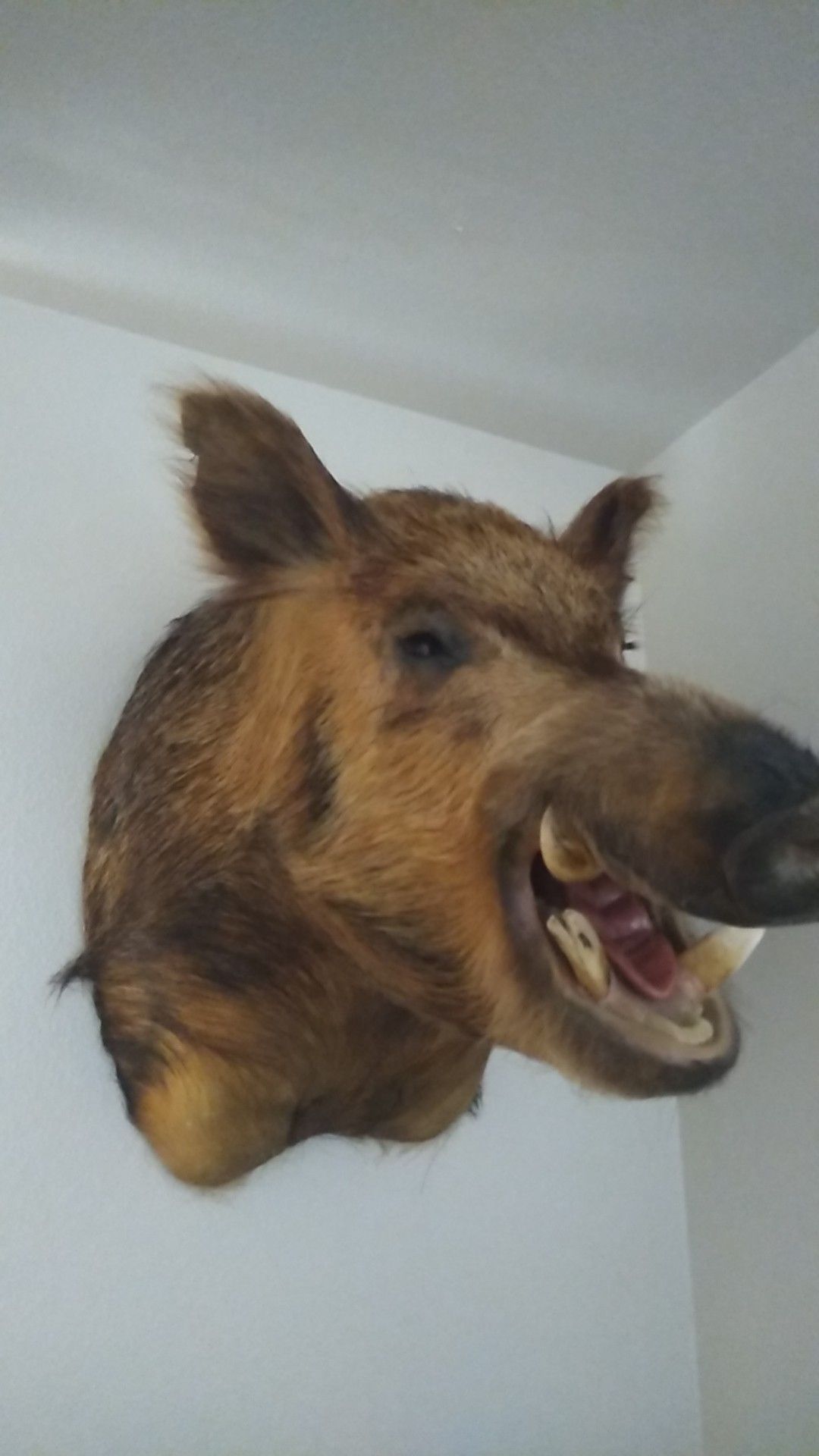 Javallina boar hog pig head mount