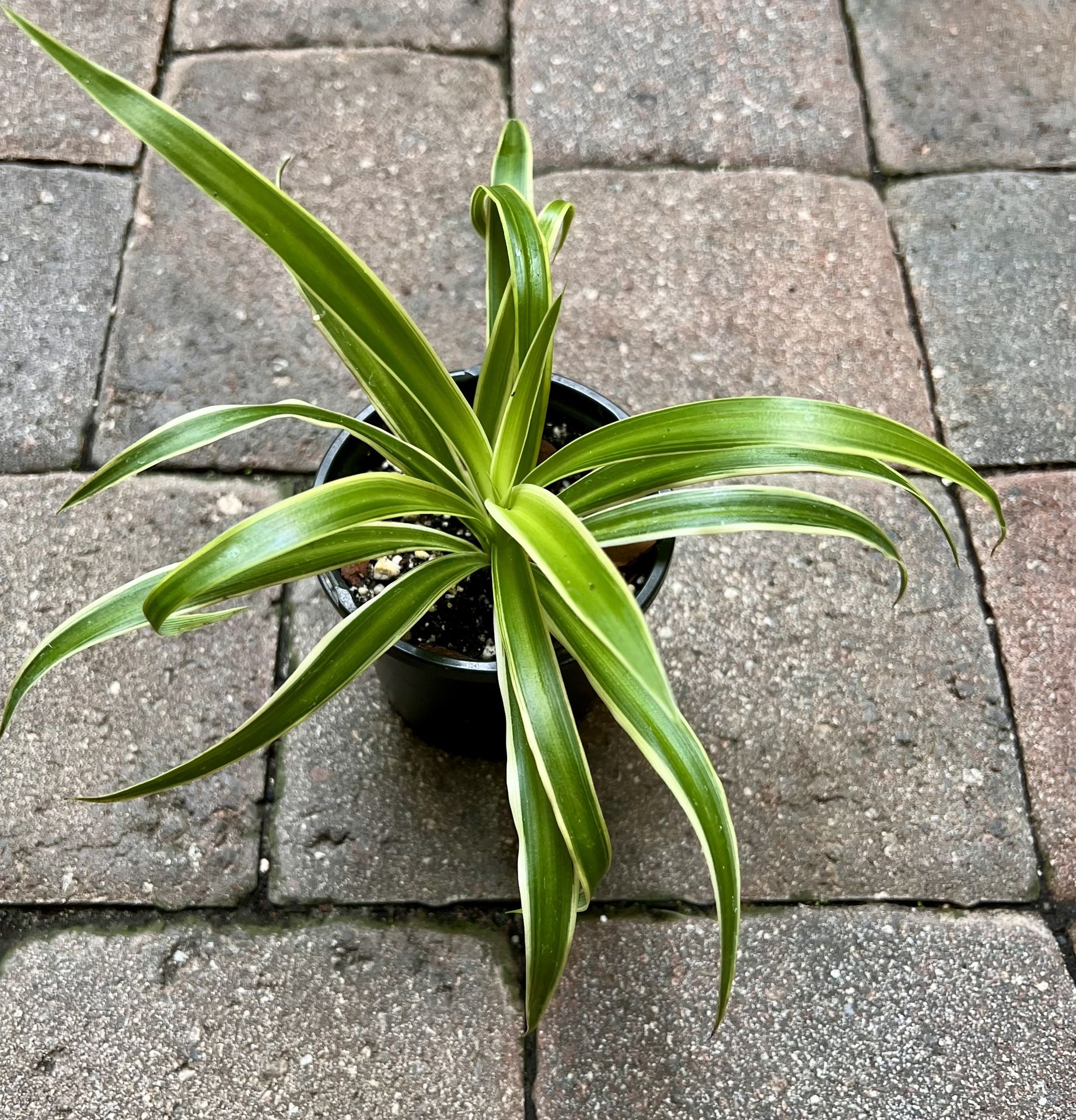 Clorophytum