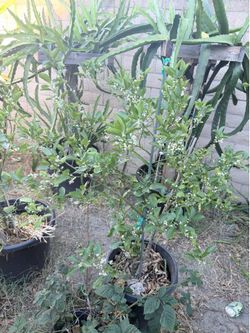 meiwa Kumquat