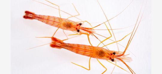 Peppermint shrimp (Lysmata wurdemanni)