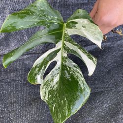 Monstera Albo Variegated Node Cutting Rooted 