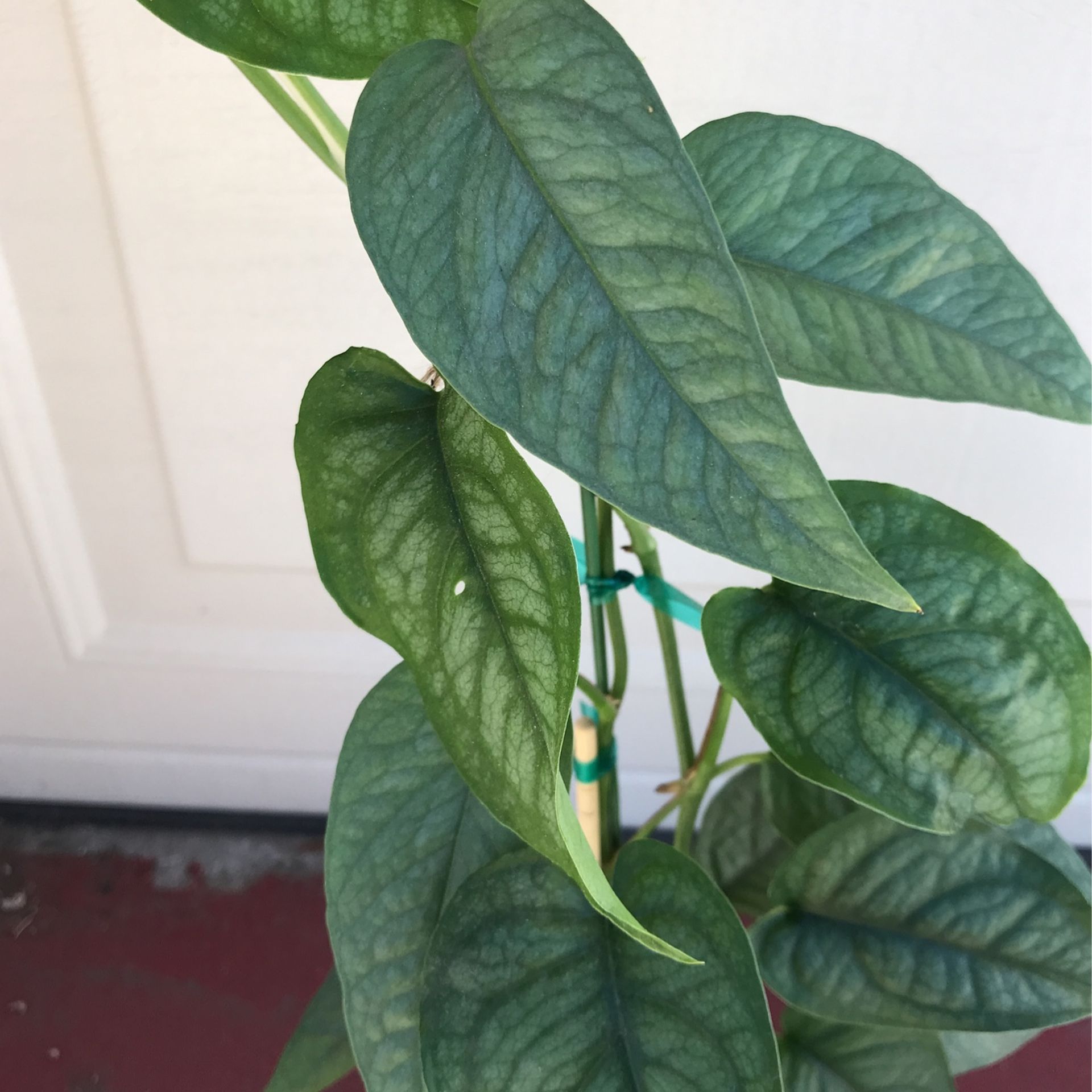 Beautiful Cebu Blue Pothos & Monstera Siltepecana Plant for Sale in  Irwindale, CA - OfferUp