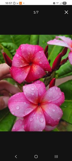 Jungle Jack Plumeria
