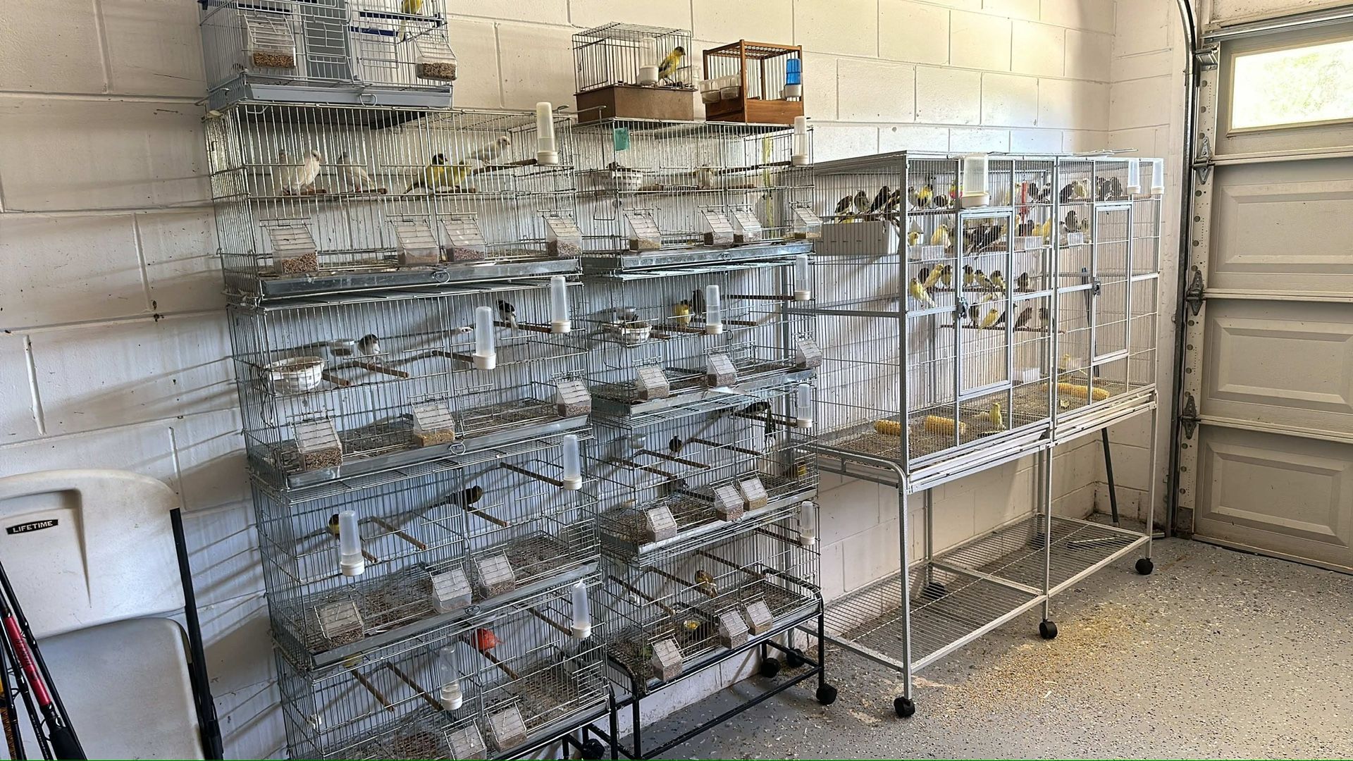Bird Cage/canaries
