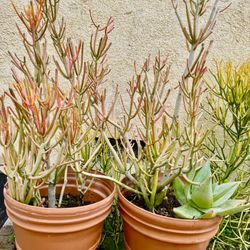 Flower Pots With Succulents Plants 
