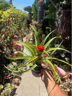 Bromeliad Tropical Plant