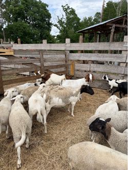 Small and medium Dorper ewes