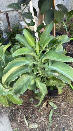 Mother of thousands