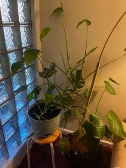 Large monstera deliciosa
