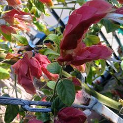 Camaron Flower Plant