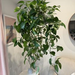 Hanging Indoor Plant