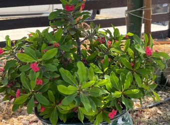 Flowering Plant in Talavera