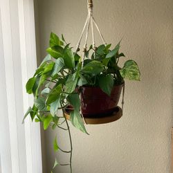 Various Indoor/outdoor Plants For Sale