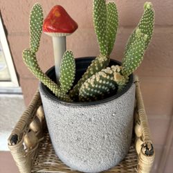 Bunny Ear Cactus