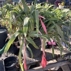 Queens Tears, 1 Gal, 5 Gal, 15 Gal