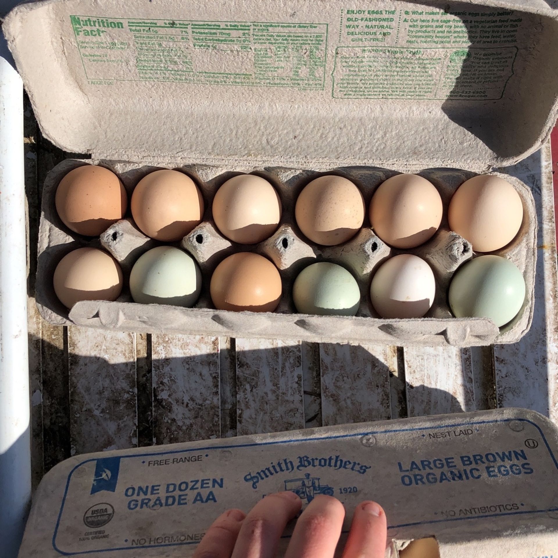 Fresh Eggs