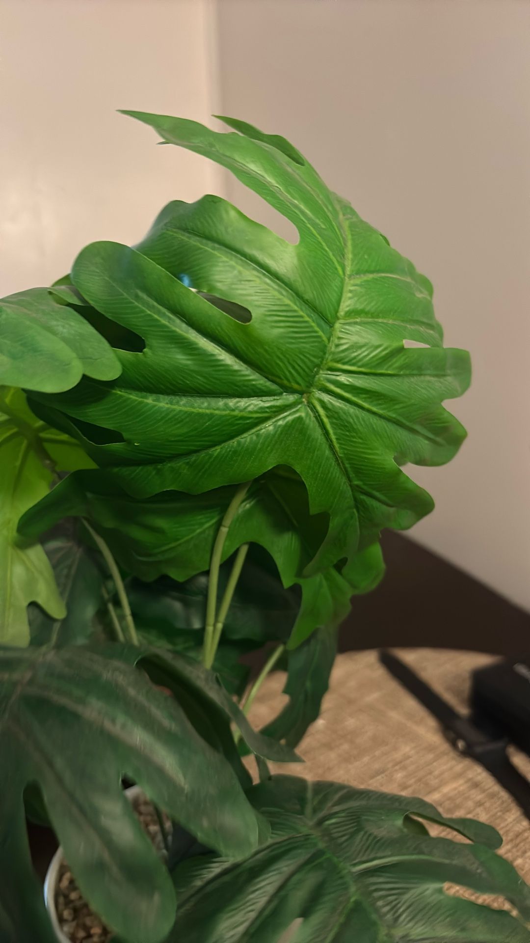 Palm Plant