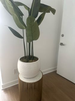Modern Decorative Plant + White Planter