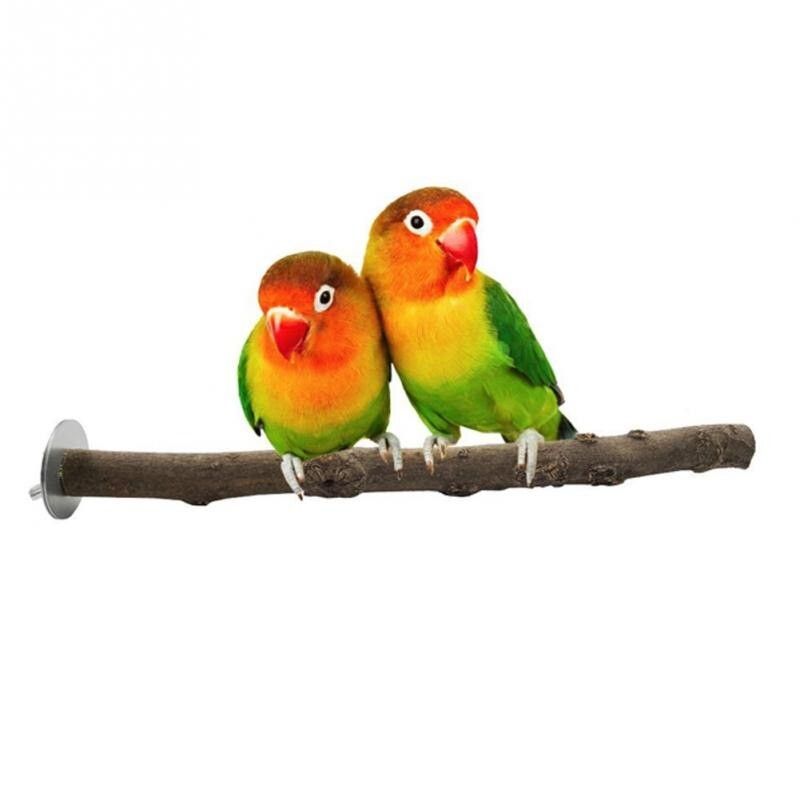 bird stands for parrots