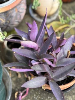 Beautiful Purple Harts