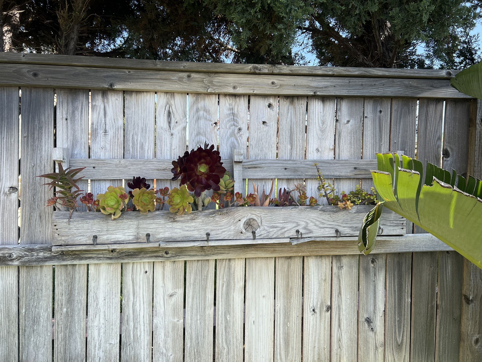 Large Wood Planter with lots of succulents Offers Accepted !!