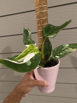 Rare Philodendron White Princess | On Moss Pole | Large Plant | 5 Inch  Nursery Pot for Sale in East Point, GA - OfferUp