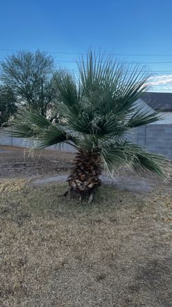 Palm tree For sale