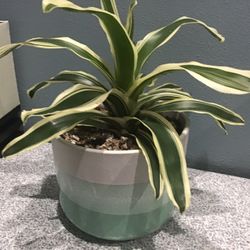 Plant
