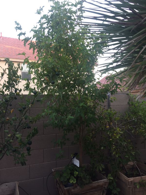 Mulberry Tree for Sale in Chandler, AZ OfferUp